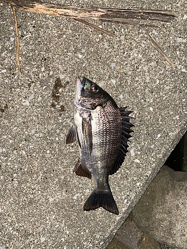 クロダイの釣果