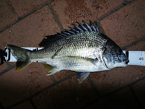 キビレの釣果