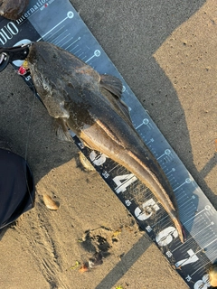 マゴチの釣果