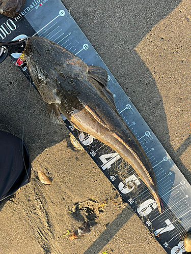 マゴチの釣果