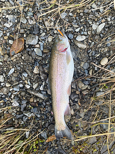 ニジマスの釣果