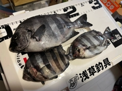 イシダイの釣果