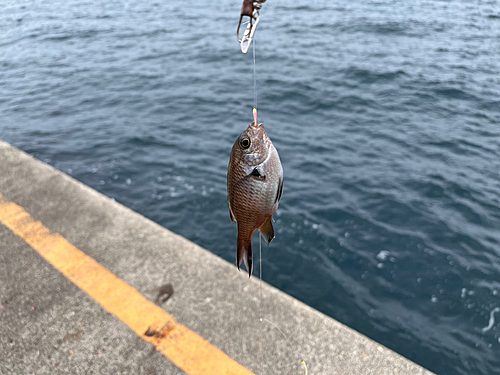 スズメダイの釣果