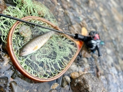 ヤマトイワナの釣果