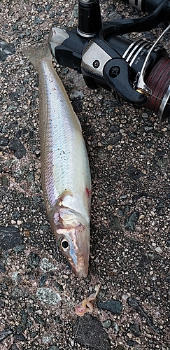 キスの釣果