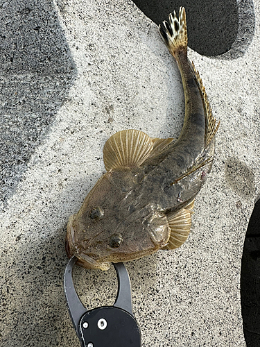 マゴチの釣果