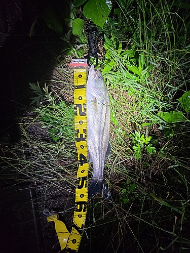 スズキの釣果