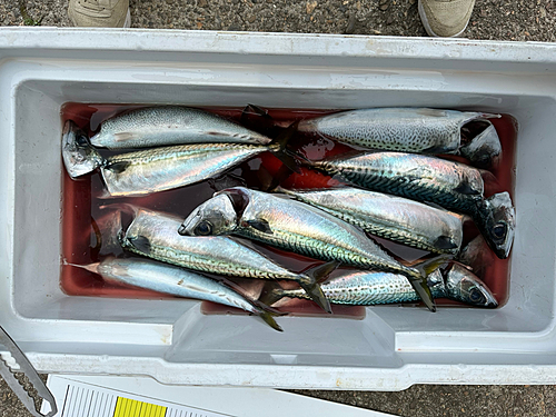 サバの釣果