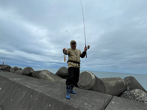 マメイカの釣果