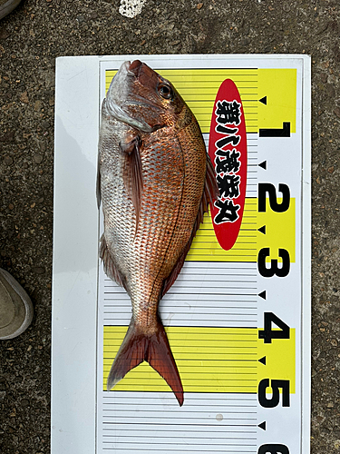 マダイの釣果