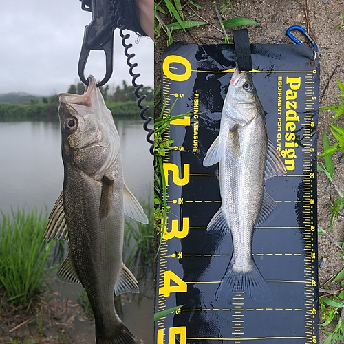 スズキの釣果