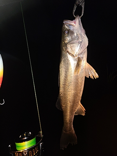 スズキの釣果