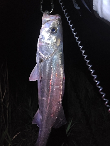 スズキの釣果