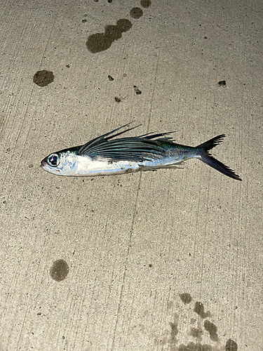 トビウオの釣果