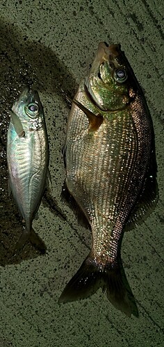 ウミタナゴの釣果