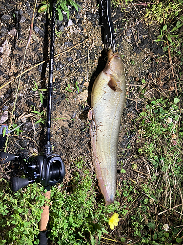 ナマズの釣果