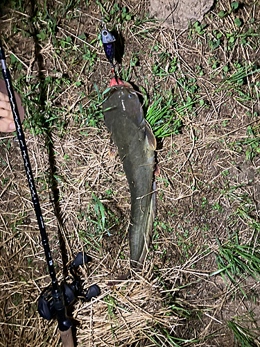 ナマズの釣果