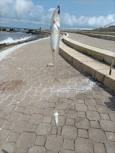 キスの釣果