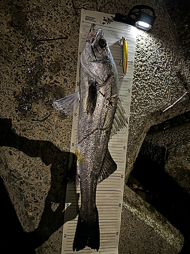 シーバスの釣果