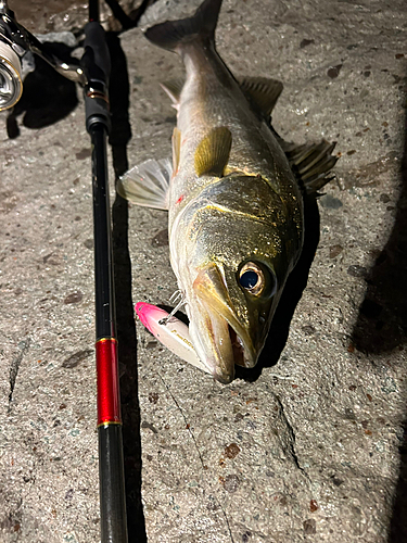 シーバスの釣果