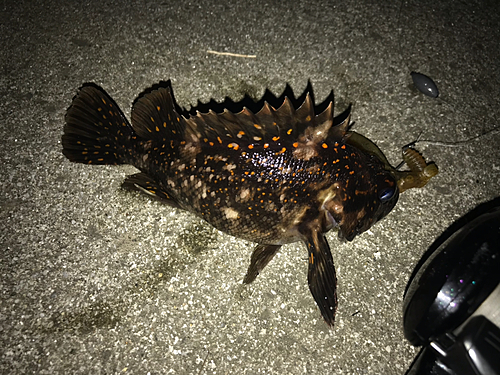 オウゴンムラソイの釣果