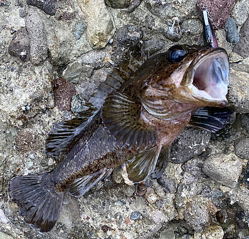 ムラソイの釣果