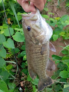 スモールマウスバスの釣果