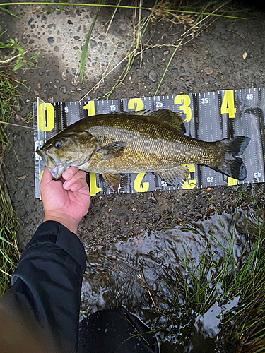 スモールマウスバスの釣果