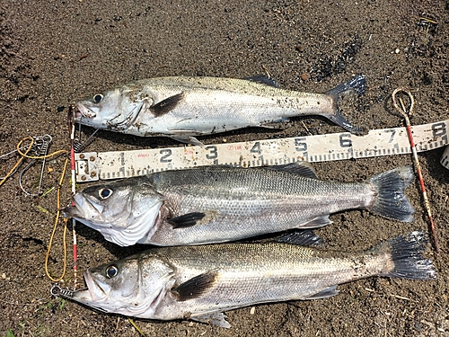 シーバスの釣果