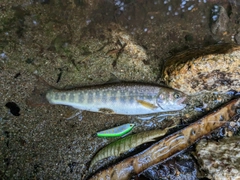 イワナの釣果