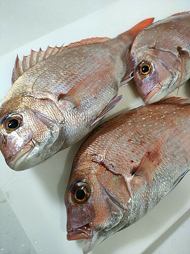 マダイの釣果