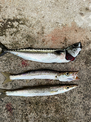 サバの釣果