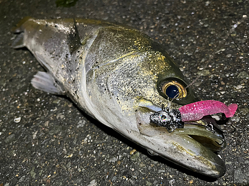 マルスズキの釣果