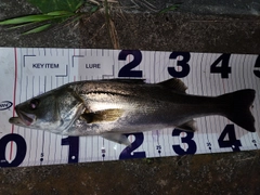 シーバスの釣果