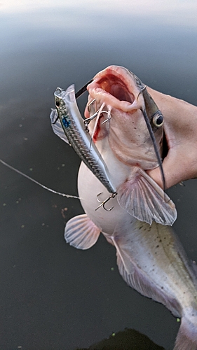 アメリカナマズの釣果