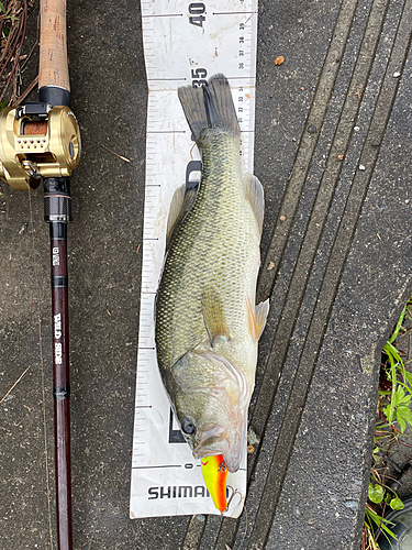 ブラックバスの釣果