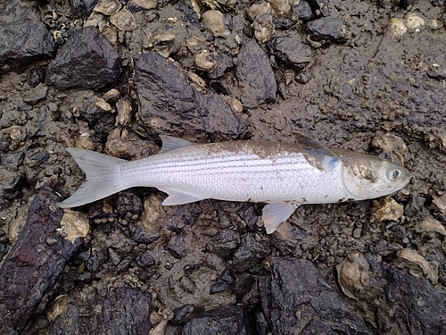 ボラの釣果