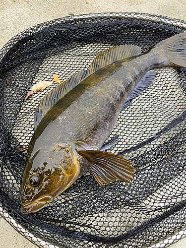 アイナメの釣果