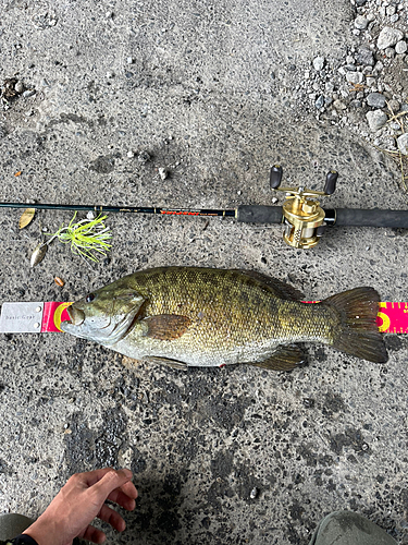 スモールマウスバスの釣果