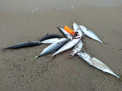 イナダの釣果