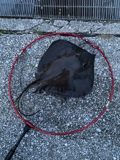 エイの釣果