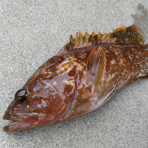 キジハタの釣果