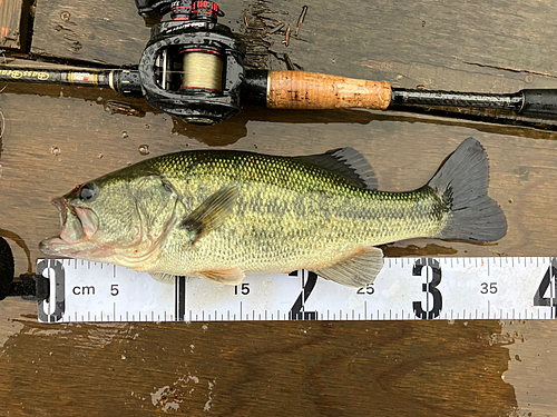 ブラックバスの釣果