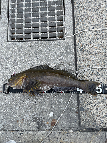 アイナメの釣果