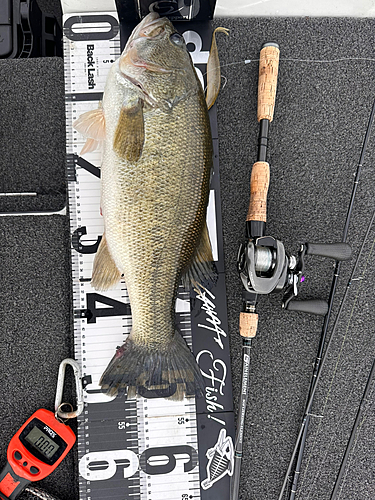 ブラックバスの釣果