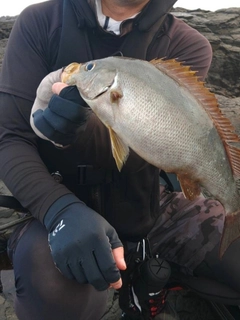 イサキの釣果