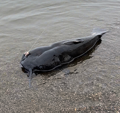 アメリカナマズの釣果