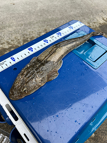 マゴチの釣果