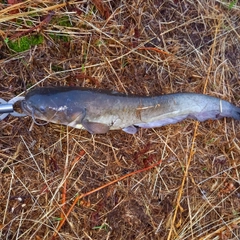 マナマズの釣果