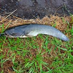 マナマズの釣果